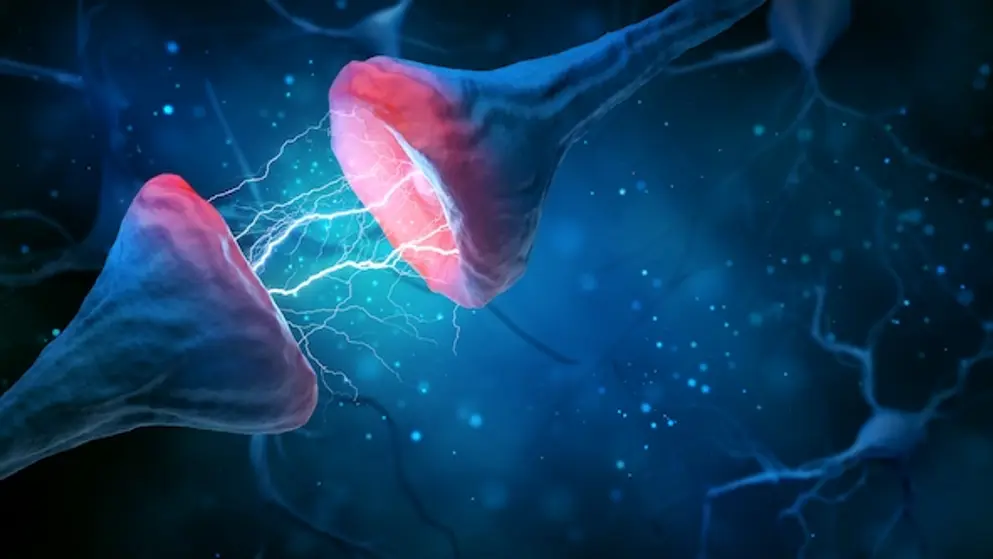Digital image of neurons at a synapse, showing the connection between neurons.