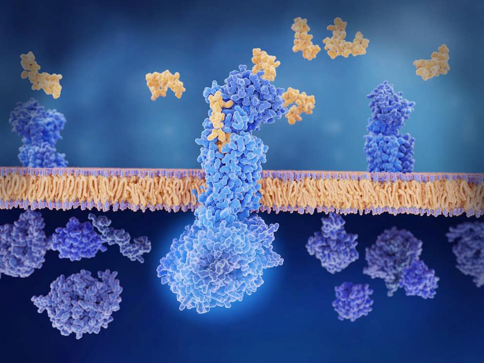 Anti-CGRPs in migraine