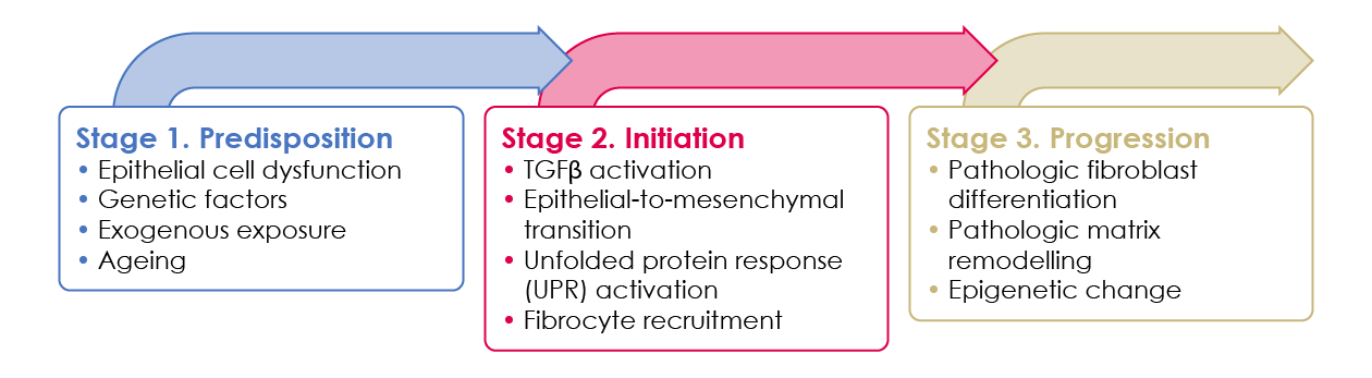IPF pathogenesis can be divided into three pathophysiologic stages