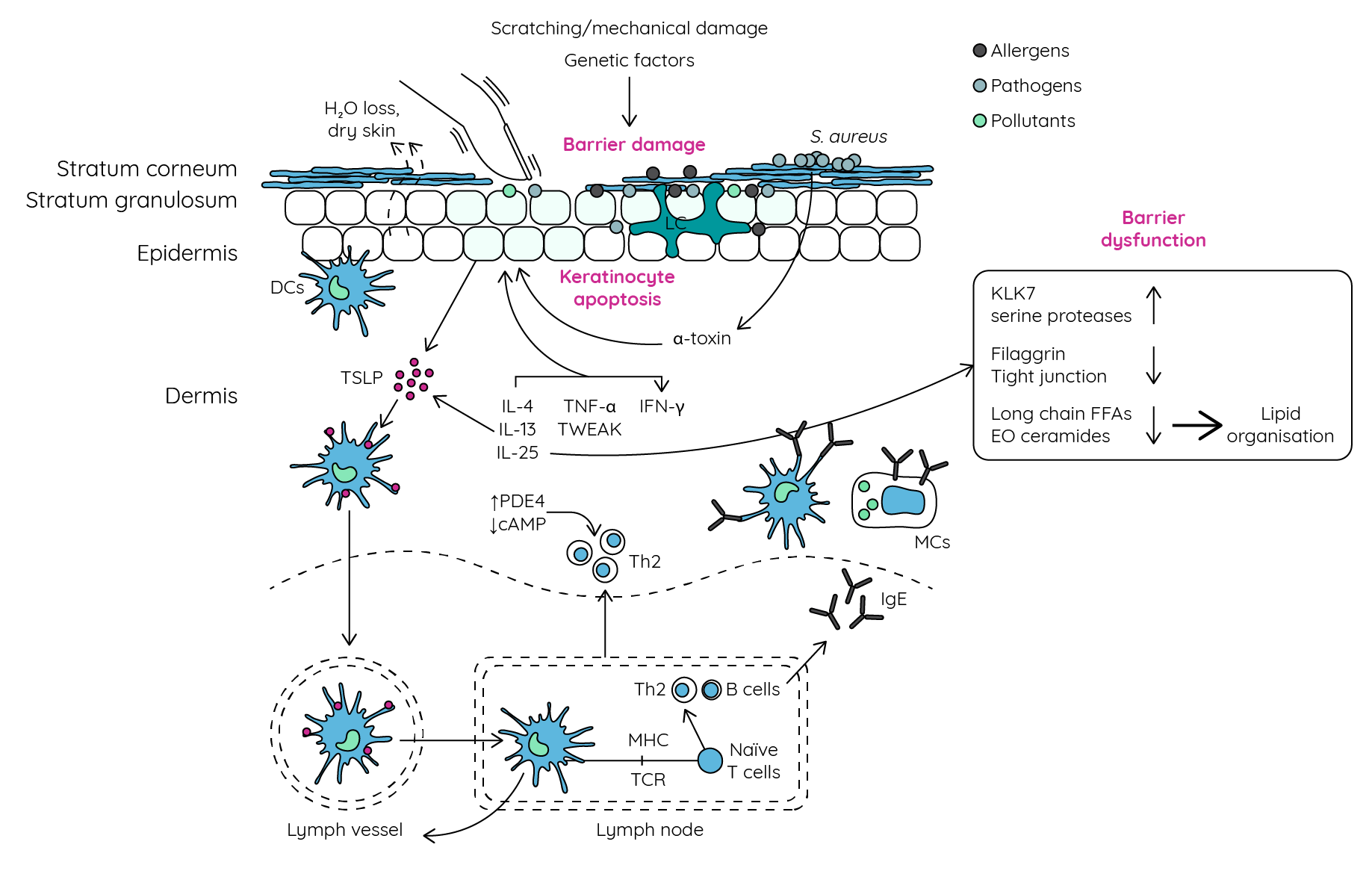Figure 14: Skin barrier dysfunction and atopic dermatitis (adapted from Peng & Novak86; Guttman-Yassky et al.114).