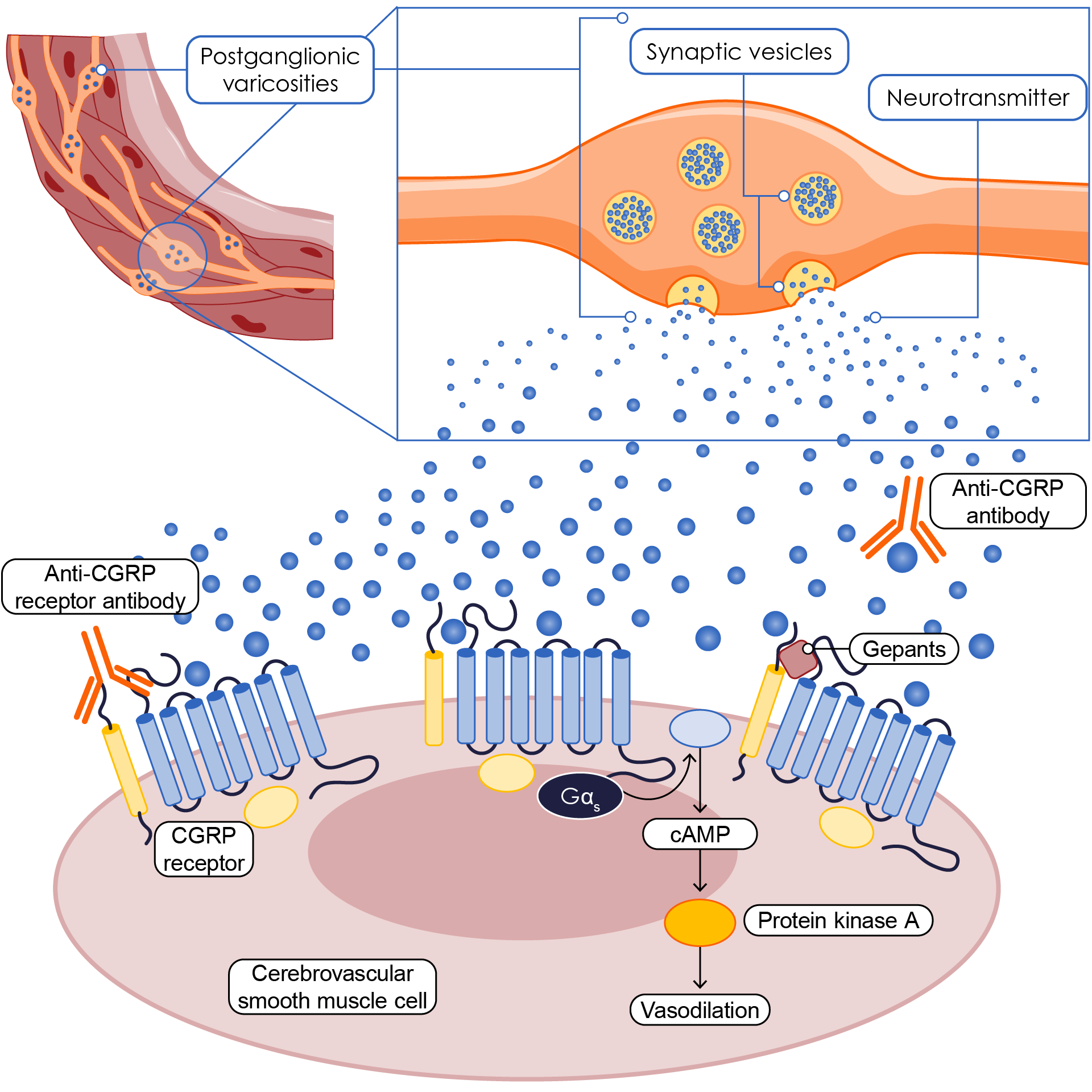 Targets for CGRP-related migraine treatments in a CGRP-containing trigeminal nerve varicosity innervating a cerebrovascular smooth muscle cell