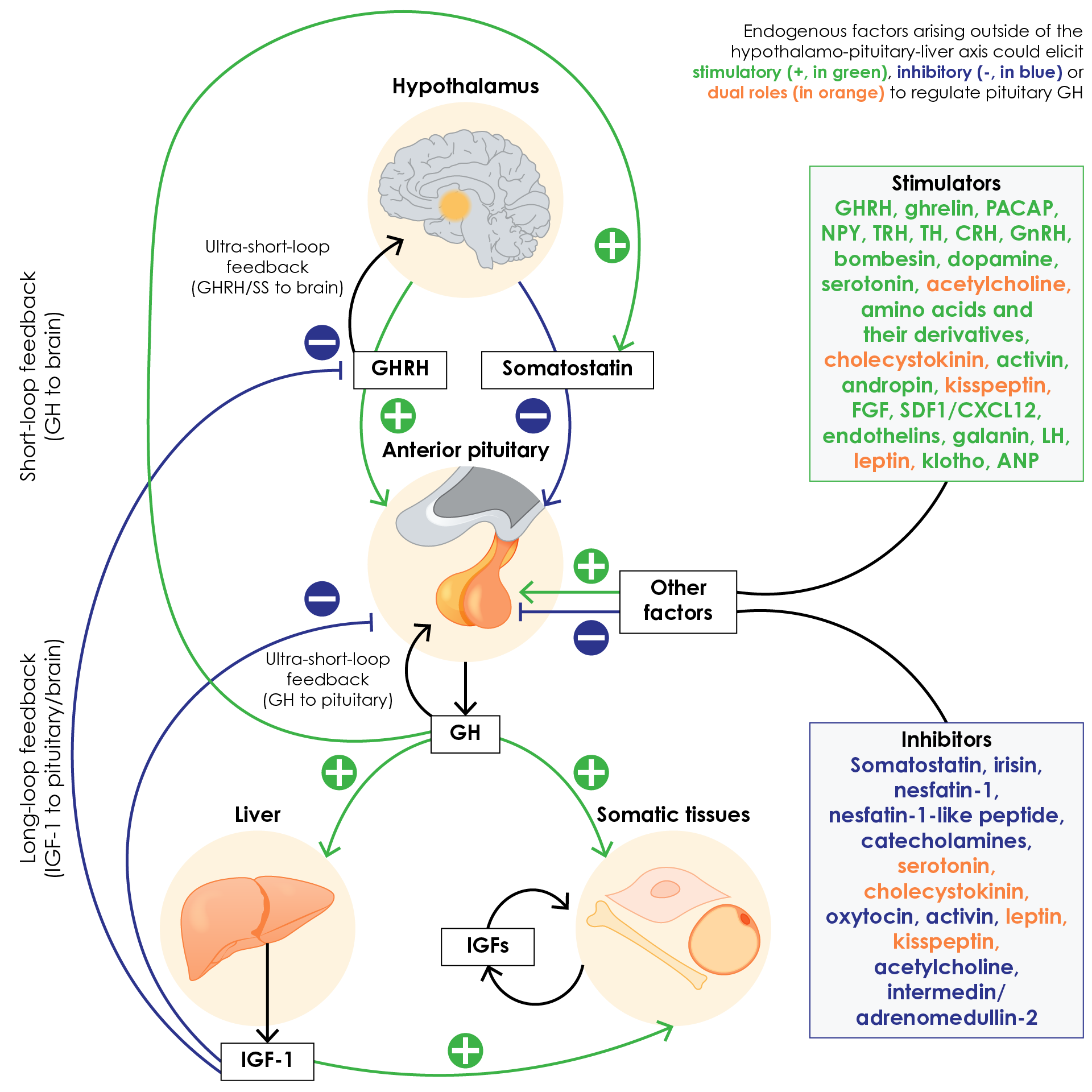 The neuroendocrine (GHRH/Somatostatin-GH-IGF) axis and hormonal regulators