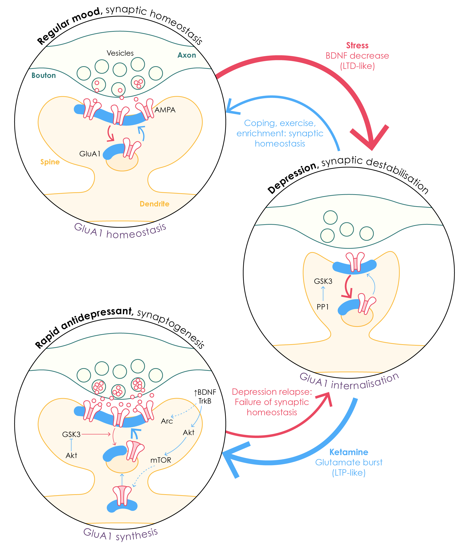 Achieving synaptic homeostasis through ketamine-induced synaptogenesis