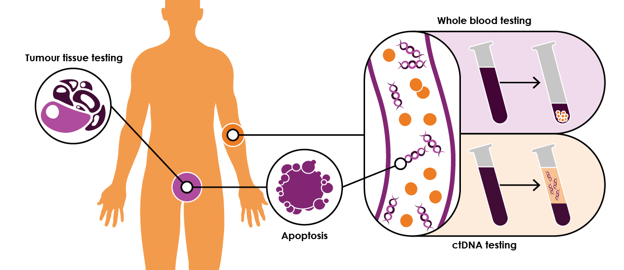 Figure 4. The origin of circulating tumour DNA (ctDNA). Adapted from NIH, accessed 24 March 2020