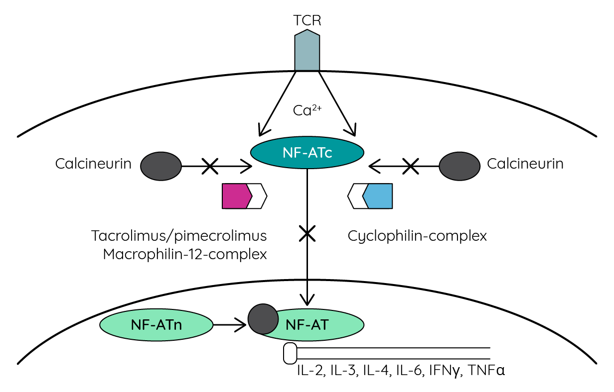 Mechanism of action of topical calcineurin inhibitors