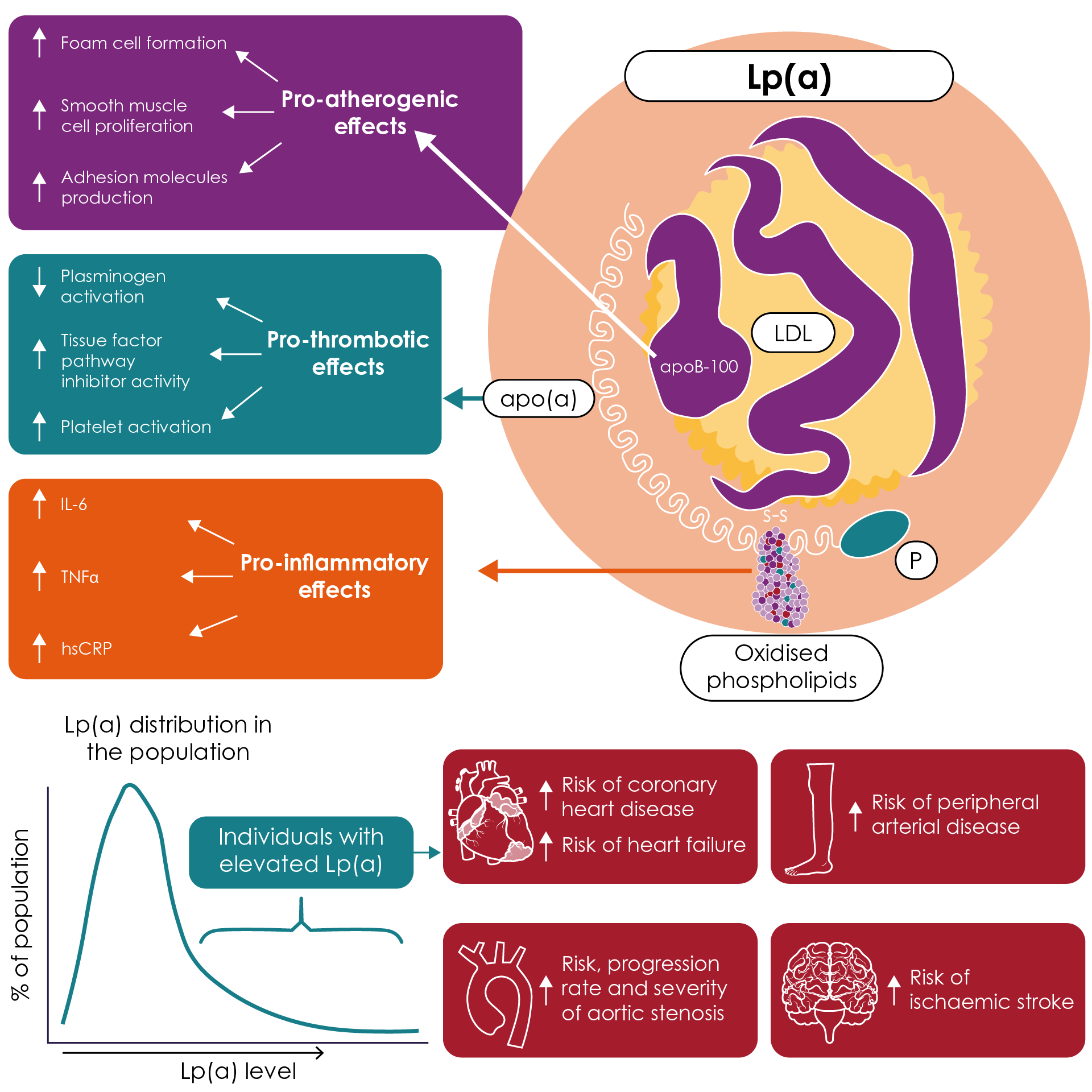 The influence of lipoprotein (a) on atherosclerosis, thrombosis, inflammation and risk of ASCVD