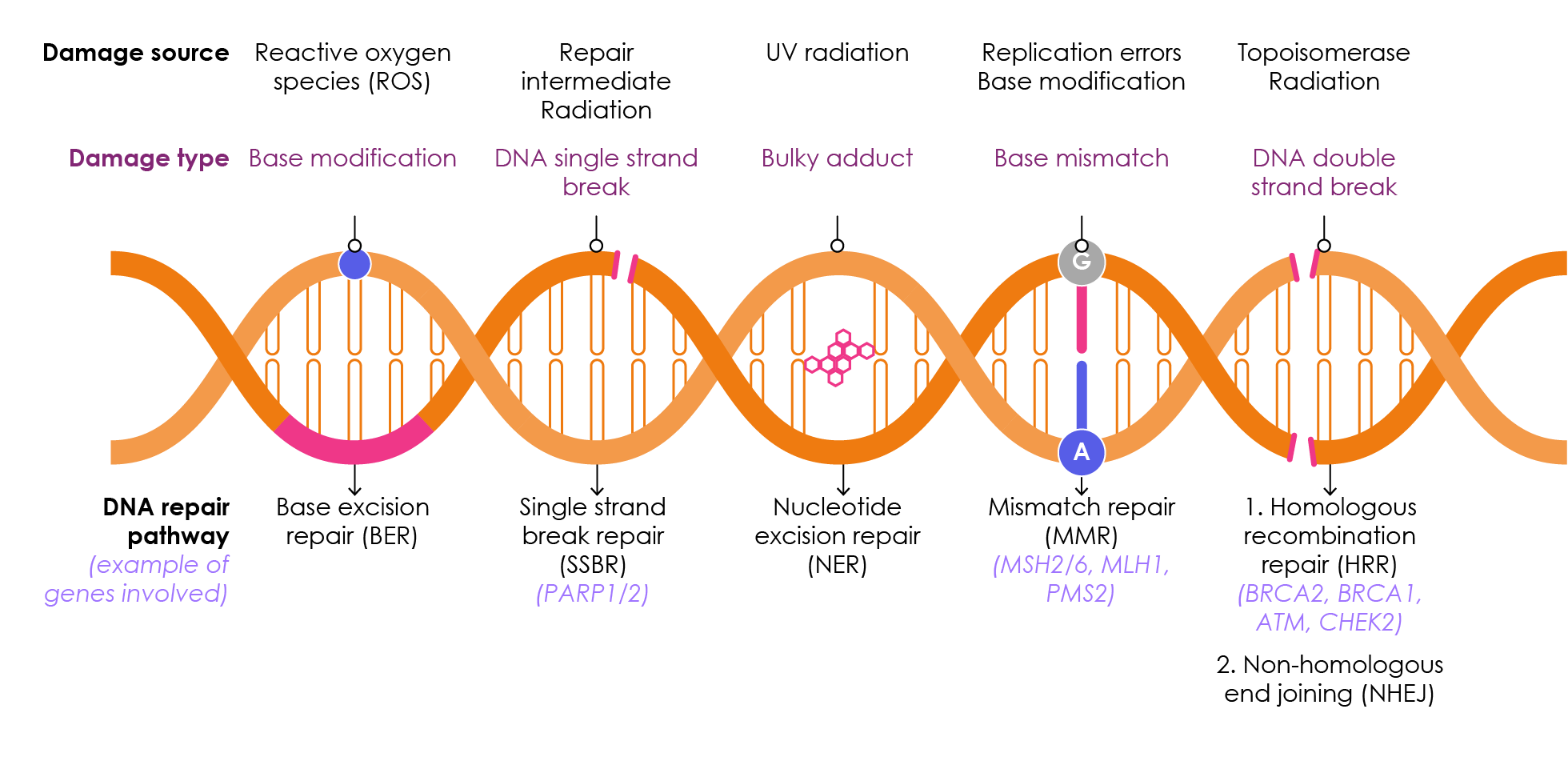 Figure 2. DNA repair pathways repair DNA damage from multiple sources to maintain genome stability. Adapted from Lord & Ashworth, 2012; Athie et al., 2019