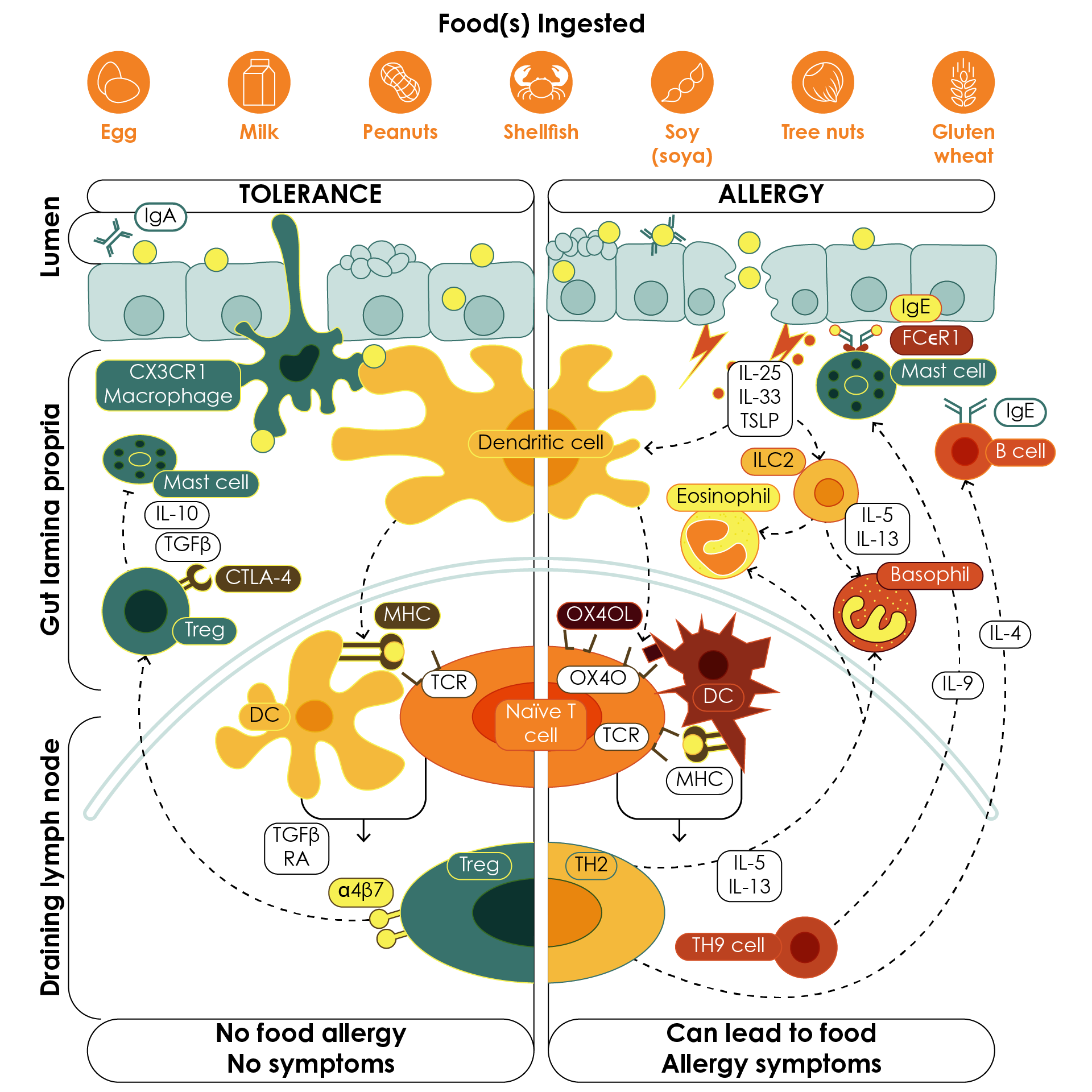 Overview of the tolerogenic (left) and allergic (right) response to food antigen in the gut.