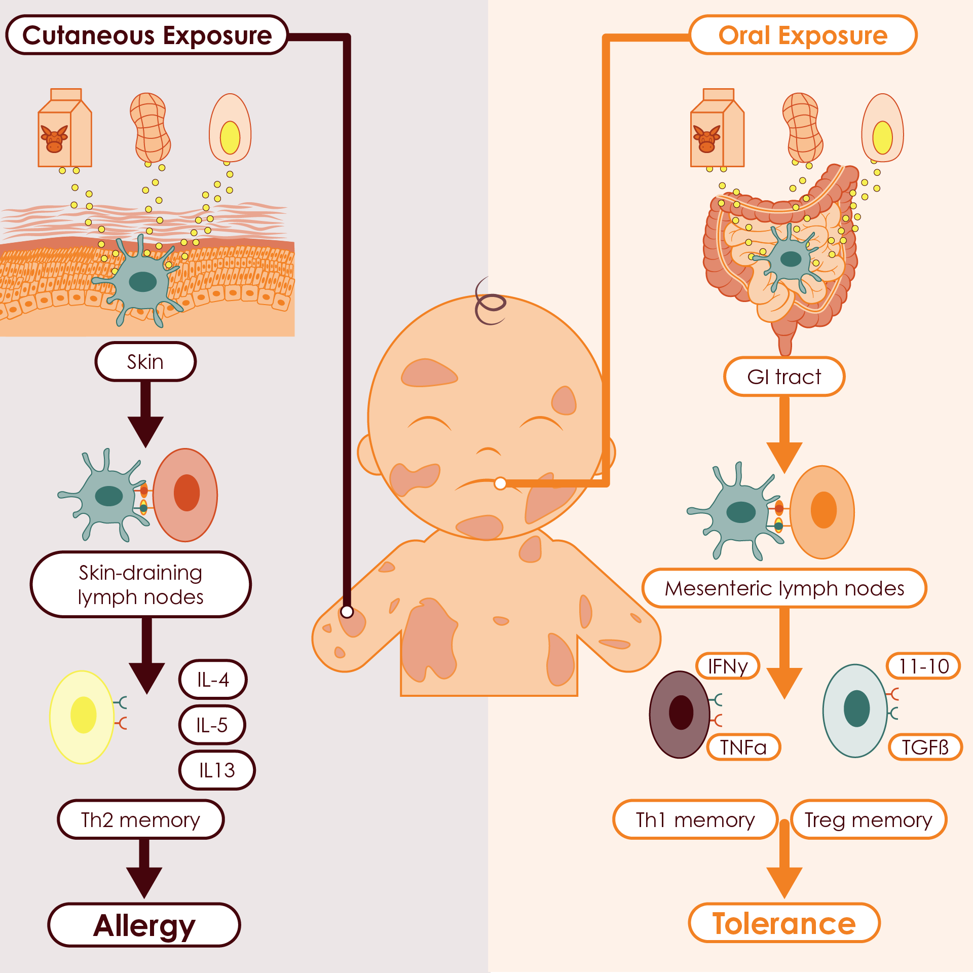 Dual exposure hypothesis to food allergens