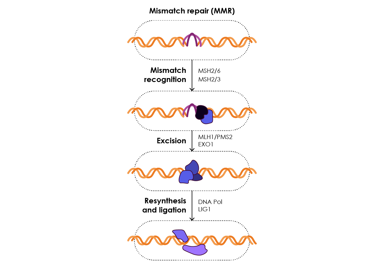 Figure 13. The mismatch repair pathway (MMR). Adapted from Athie et al., 2019