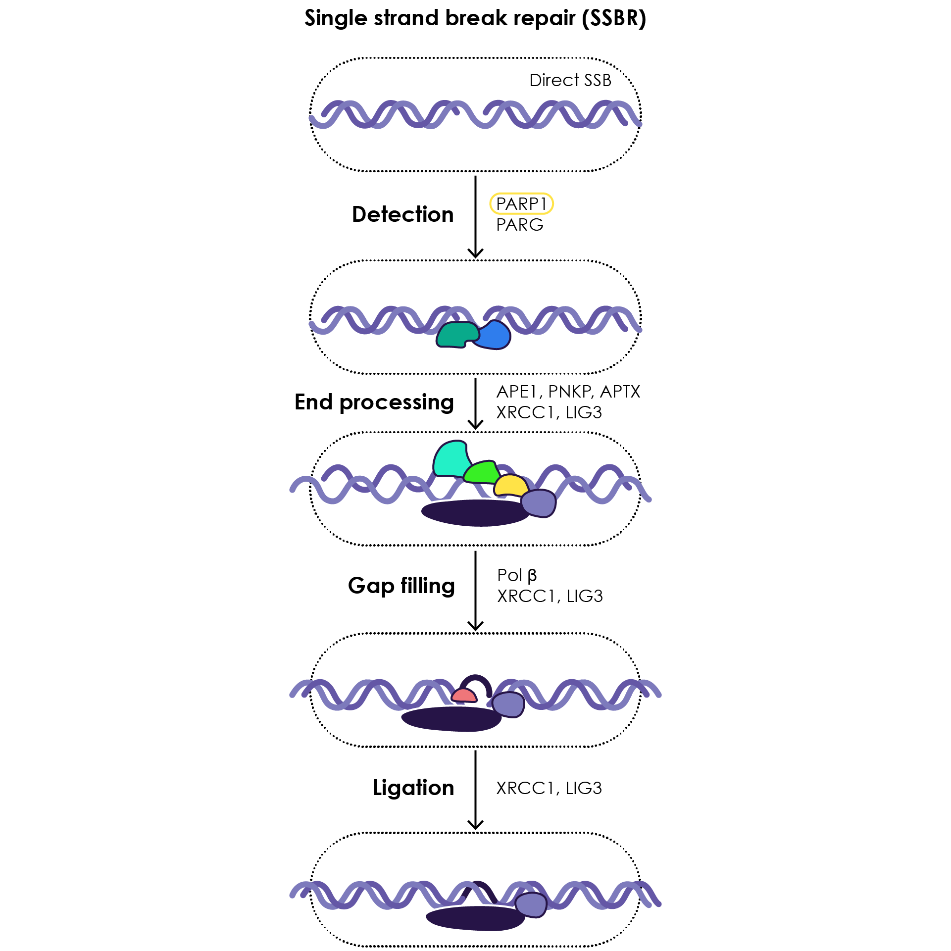 The involvement of PARP1 in the detection of single-stranded DNA breaks