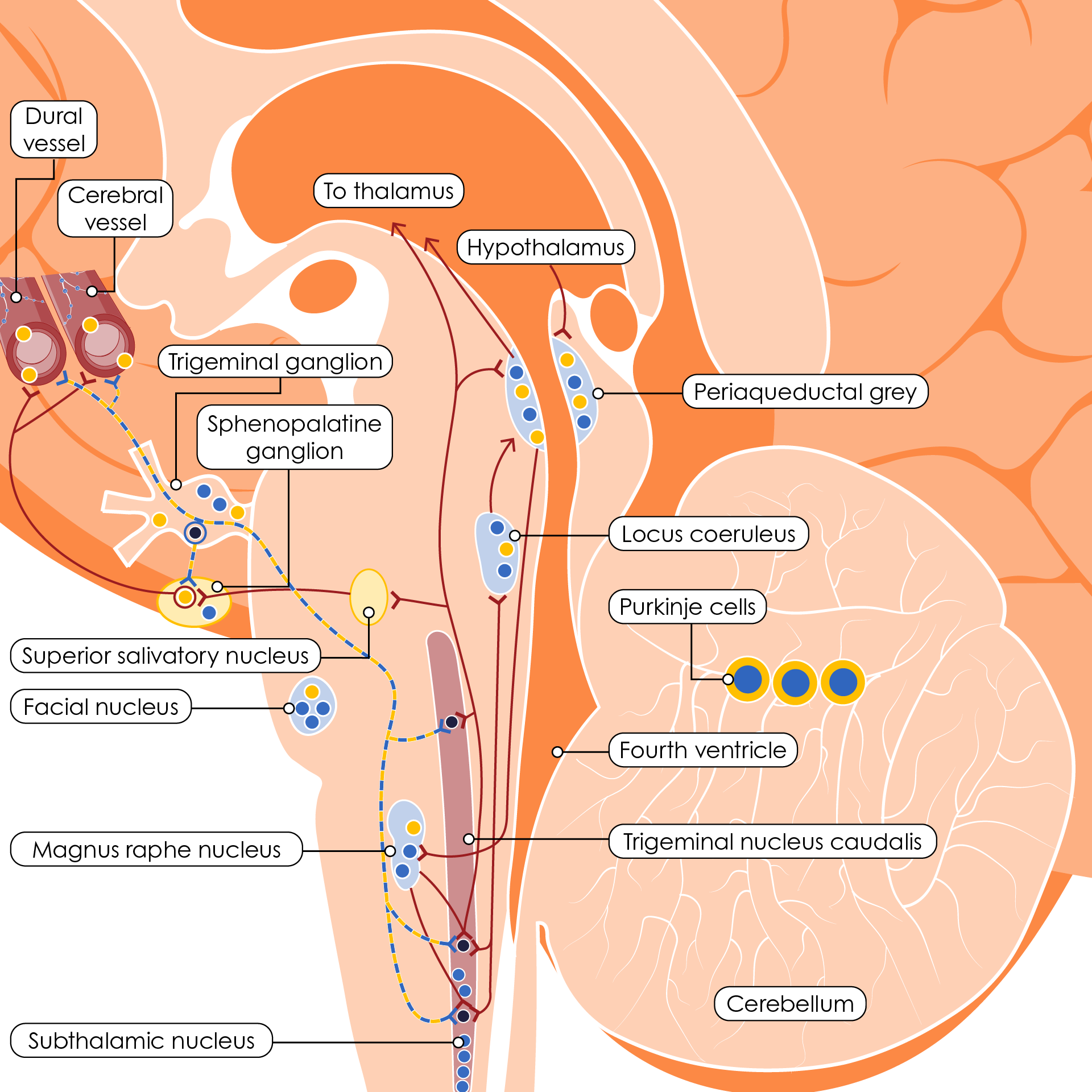 CGRP and CGRP receptors in the trigeminovascular system