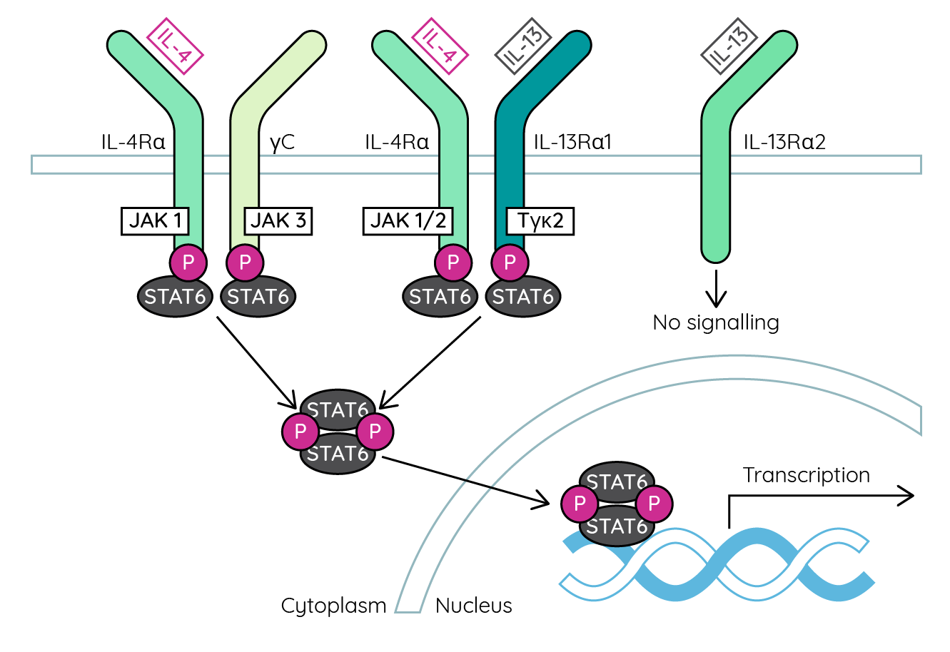 Dupilumab inhibition of IL-4 and IL-13 signalling