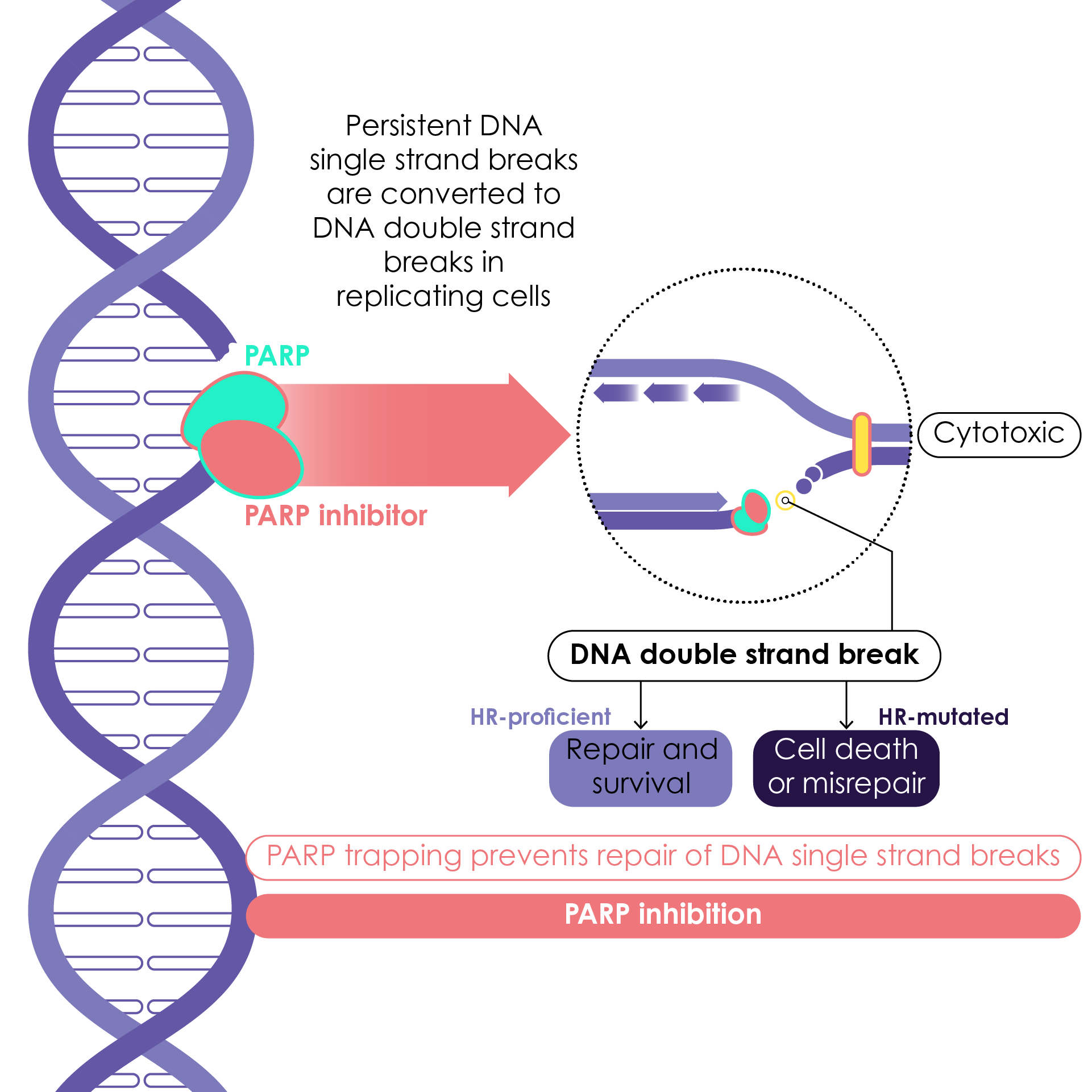 The role of PARP inhibitors in single-stranded DNA breaks