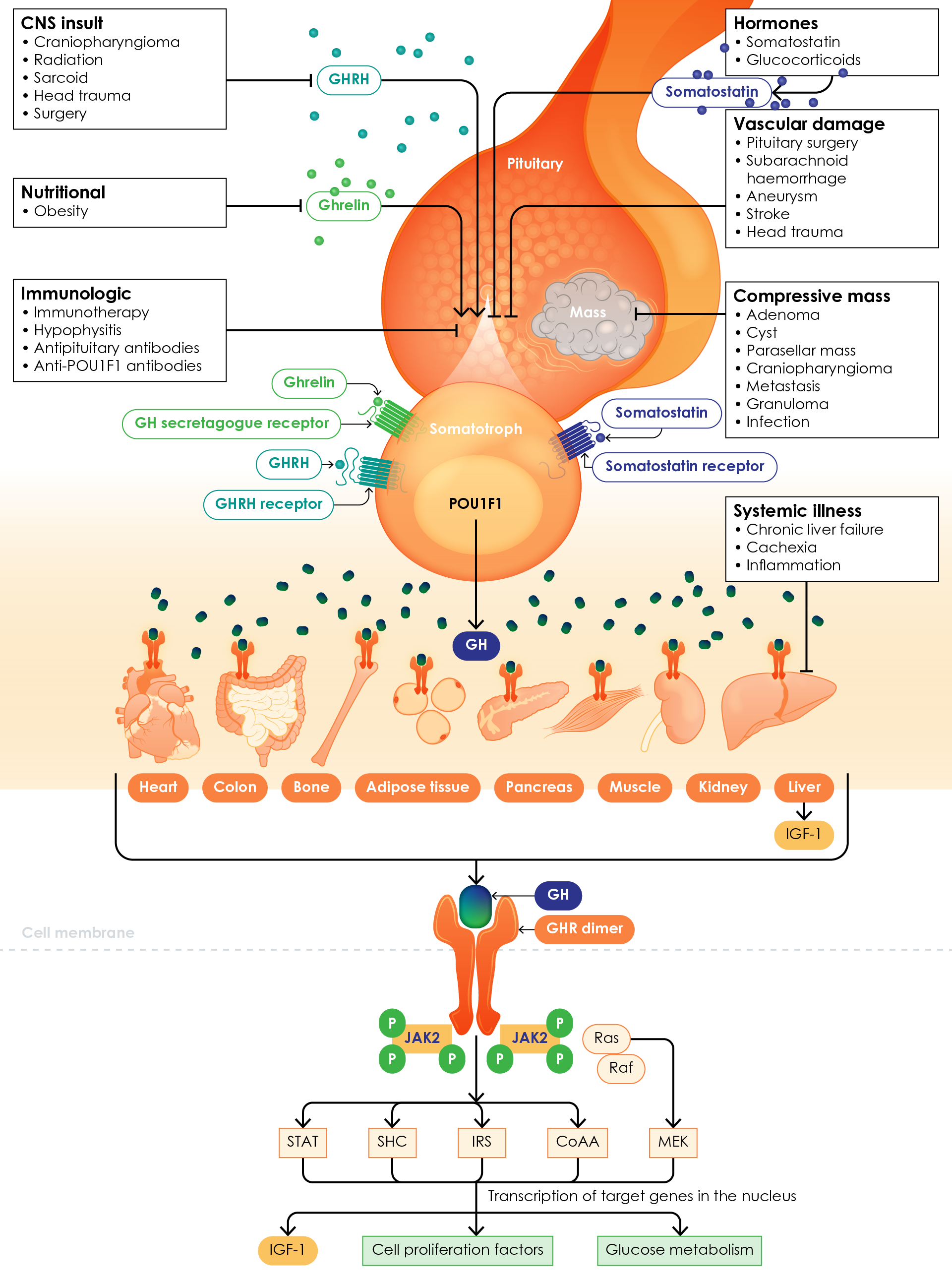 Causes of acquired adult growth hormone deficiency