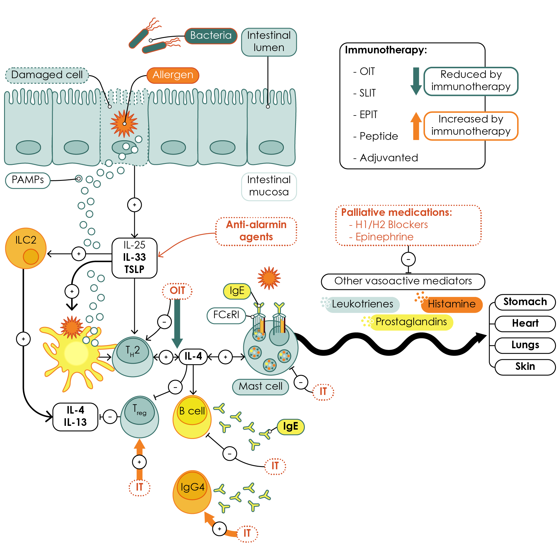 Mechanisms of food allergy and investigational immunotherapy treatments