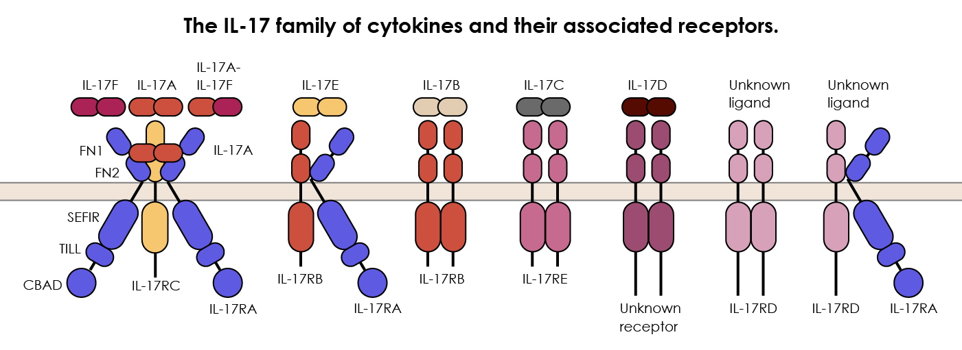 The IL-17 family of cytokines consists of six members (IL-17A to IL-17F)