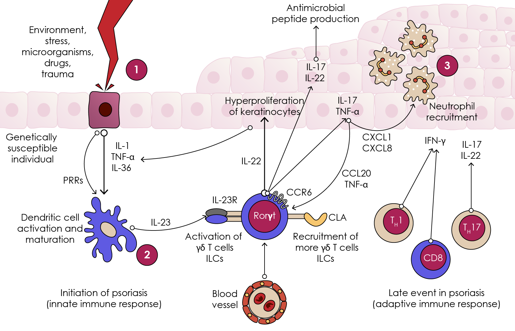 Figure 4. Initiation of psoriasis (adapted from Becher et al., 2012).