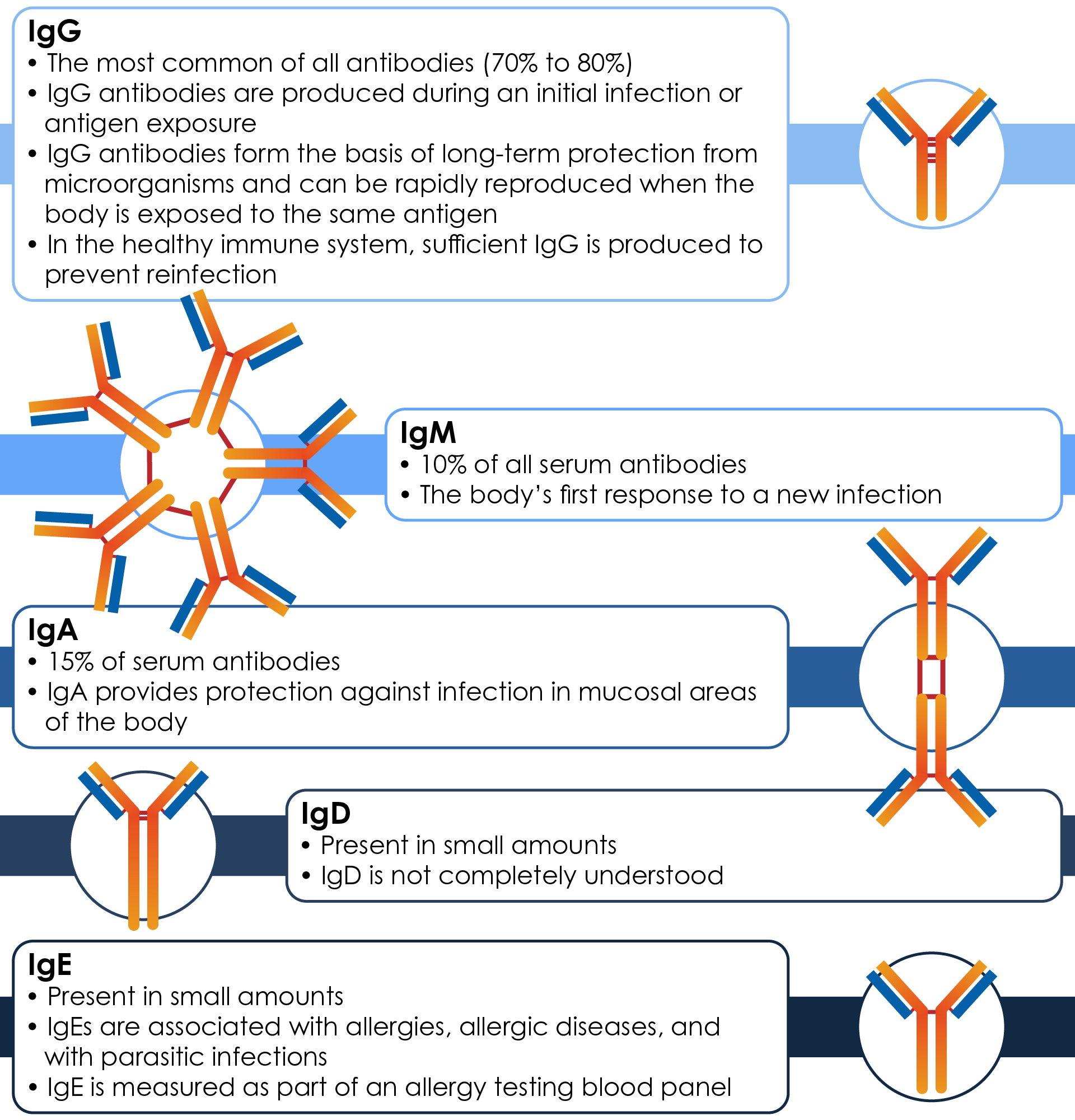 MS Immunoglobulins diagram