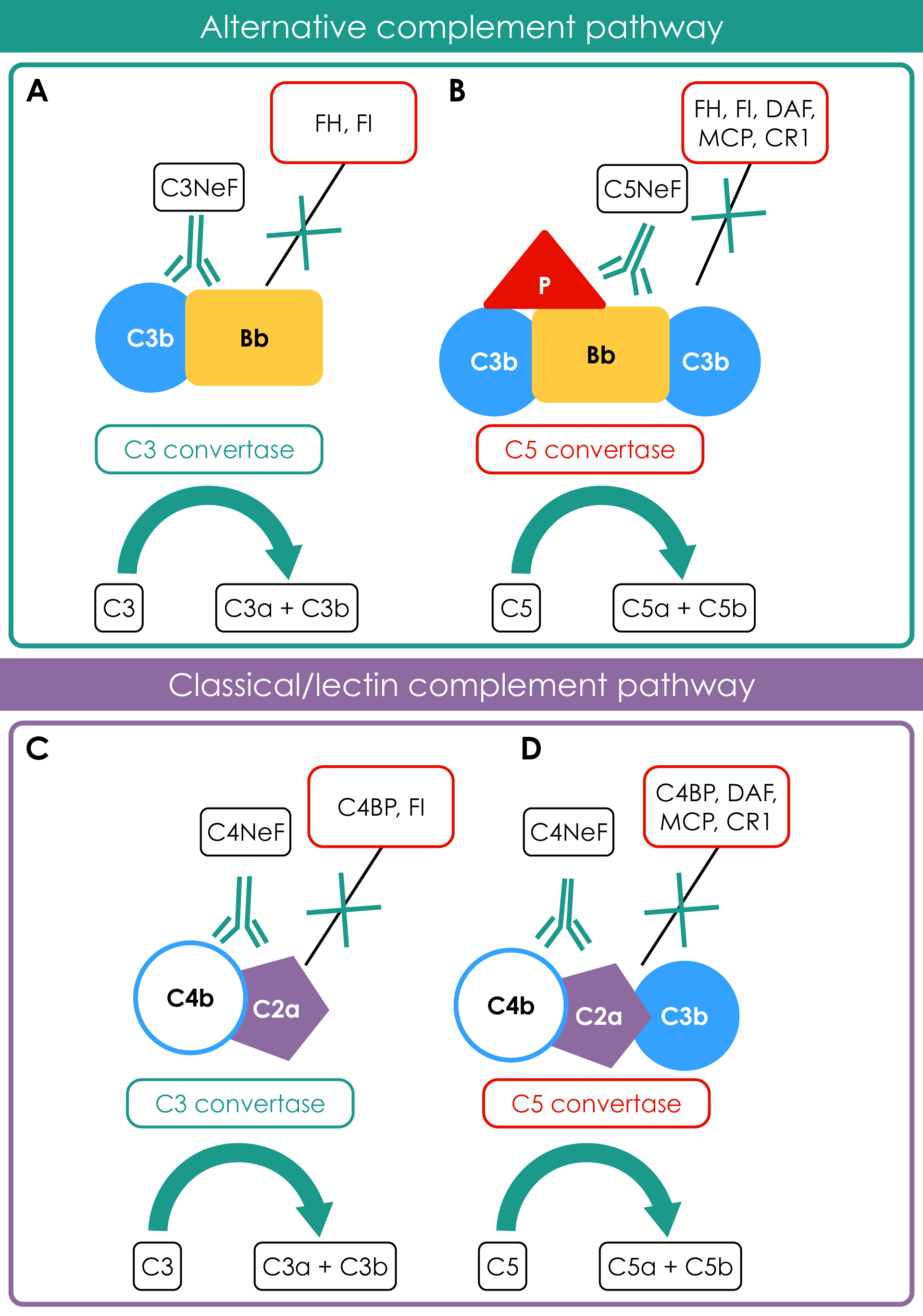 Mechanism of action of nephritic factors on regulation of the complement pathway