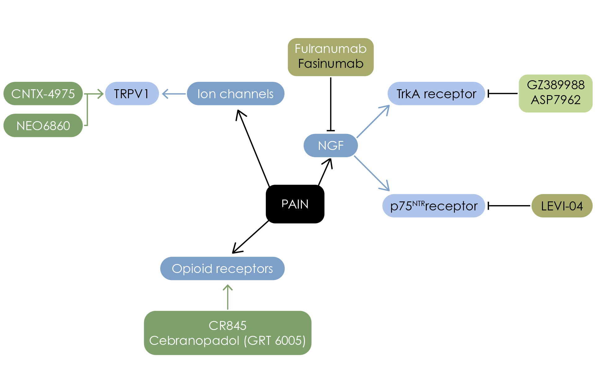 Pathways of investigative drugs targeting pain in osteoarthritis (Adapted5). NGF, nerve growth factor; TrkA, tropomyosin kinase A; TRPV1, transient receptor potential vanilloid 1 (ion channel).