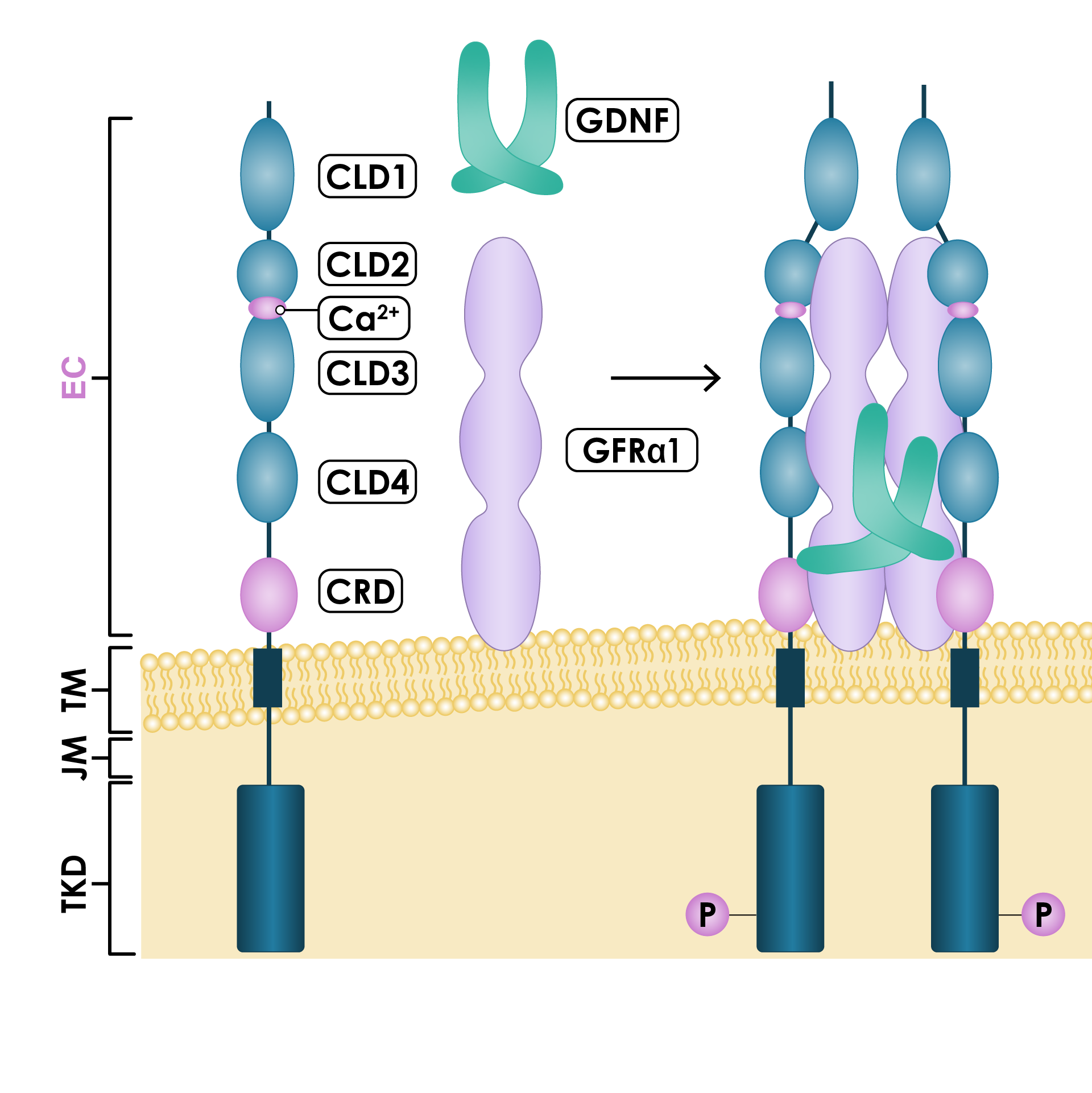 The structure of RET protein and its ligands