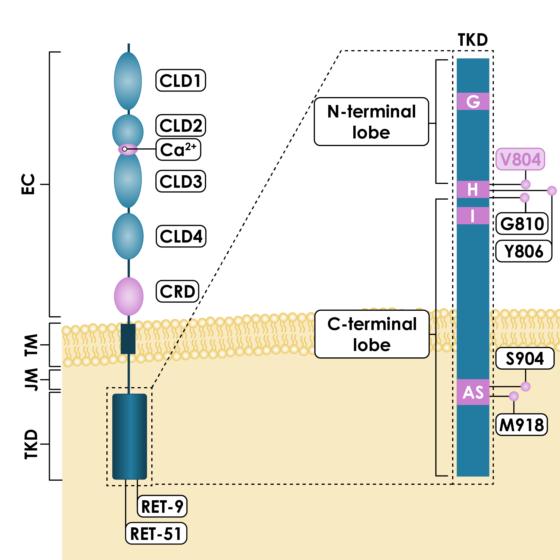 Structure of the RET protein, showing mutation sites that are implicated in resistance