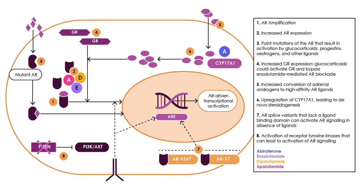 Figure 10. Alterations in androgen signalling associated with progression to castration resistant prostate cancer (CRPC). Adapted from Attard et al., 2016
