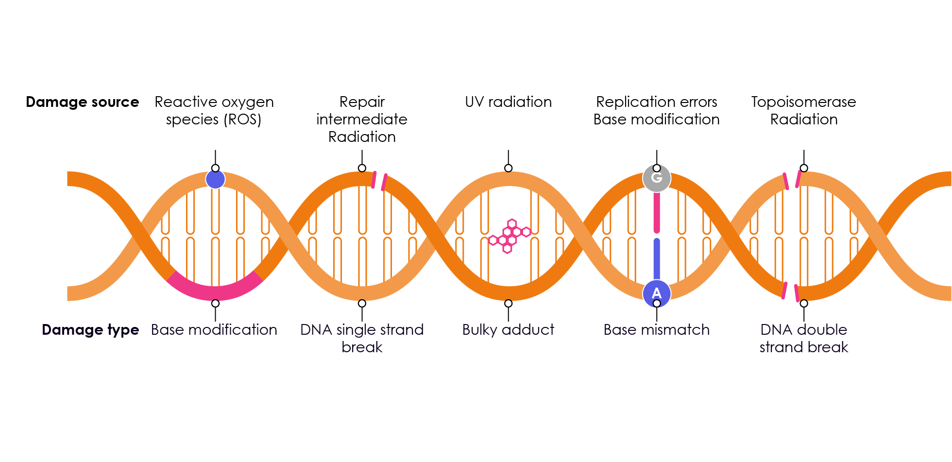 Figure 6. Endogenous and exogenous sources of DNA damage and damage types inflicted on to DNA. Adapted from Lord & Ashworth, 2012