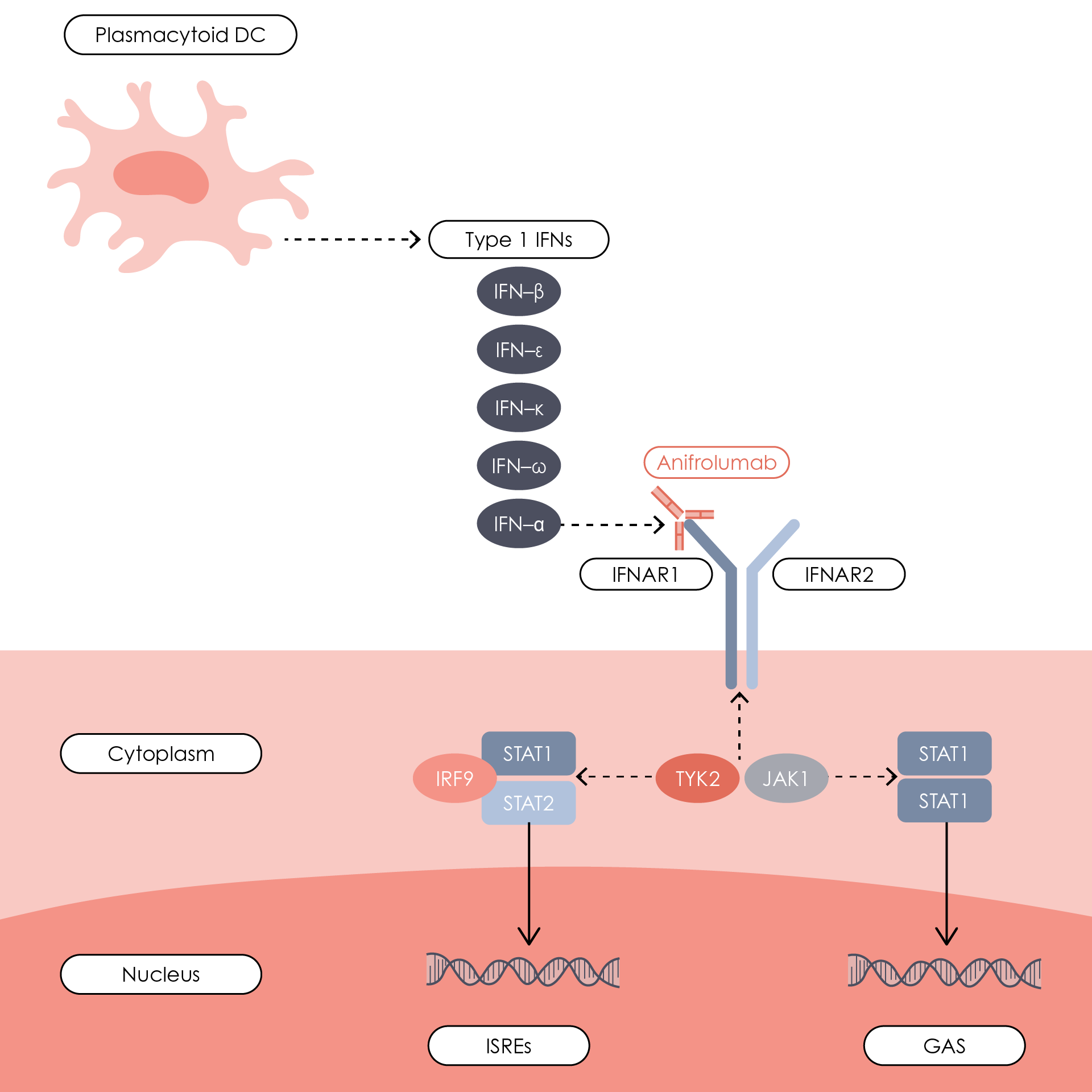 Anifrolumab mechanism of action