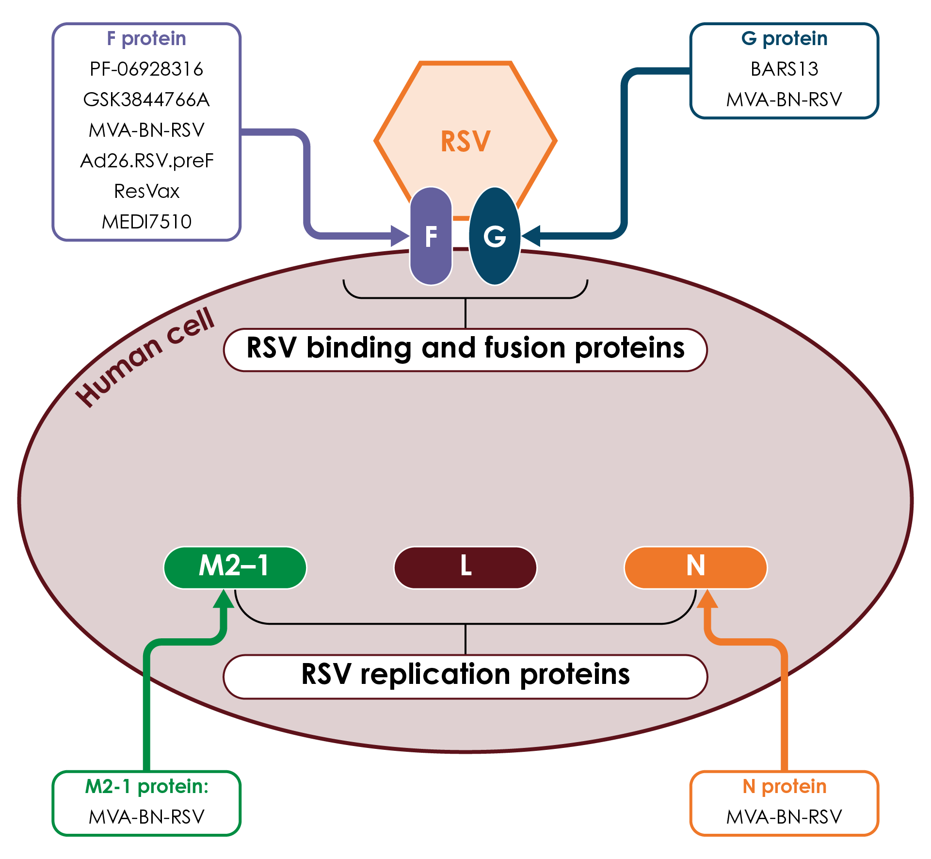 RSV protein targets for investigational vaccines in adults aged over 60 and investigational antivirals7. RSV, respiratory syncytial virus
