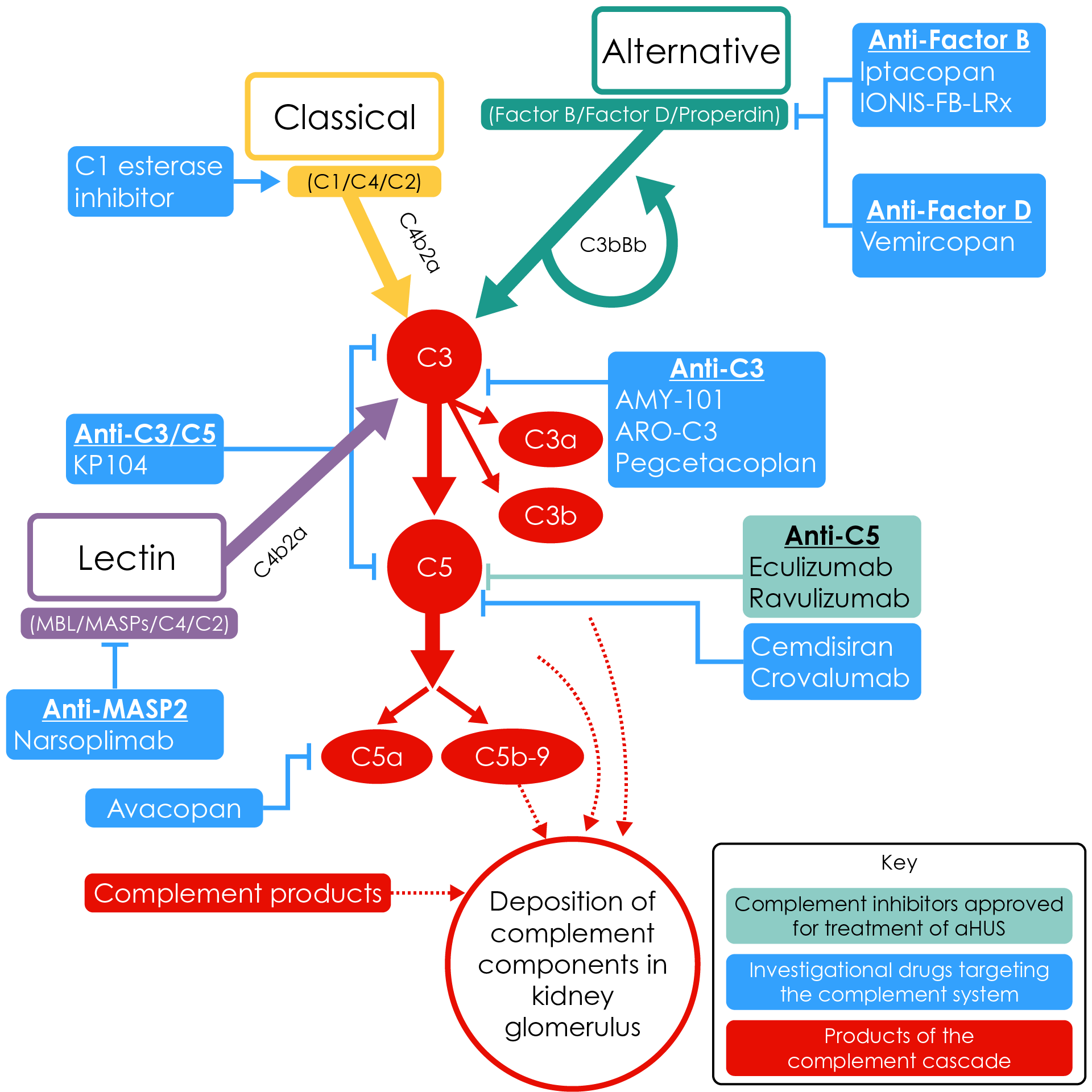 Therapeutic targets in the complement system for C3G, aHUS, IgAN and MN