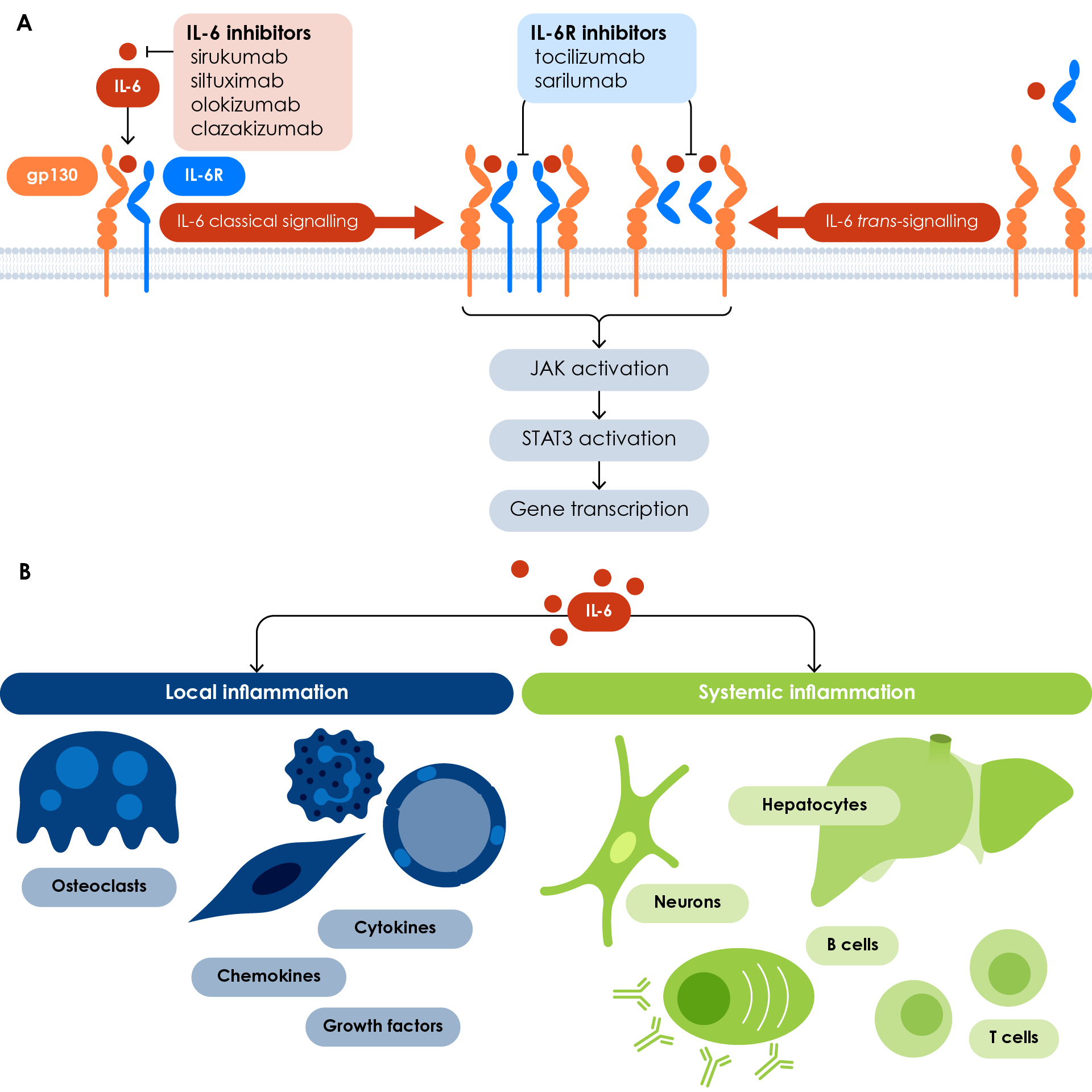 Cell signalling pathways and physiology of IL-6 in diseases