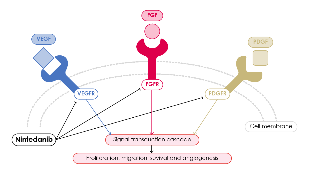 Polypharmacology of nintedanib