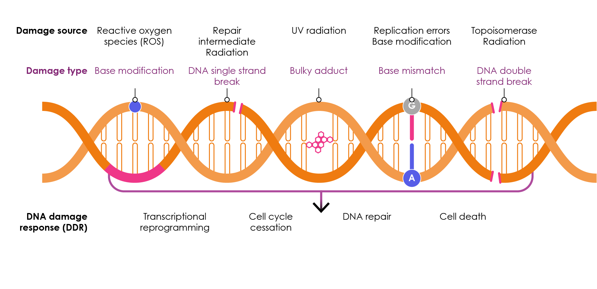 Figure 7. The DNA damage response (DDR). Adapted from Jackson & Bartek, 2009; Lord & Ashworth, 2012; O’Connor, 2015; Sahan et al., 2018