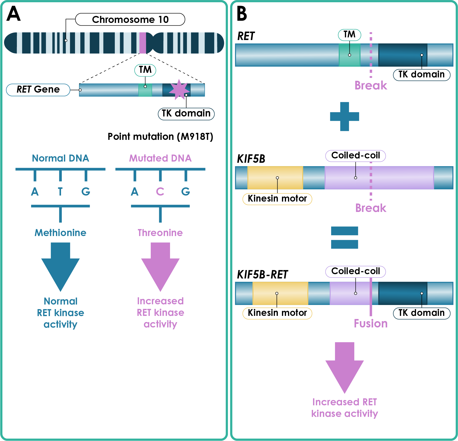 Schematic representation of (A) a RET point mutation and (B) RET fusion