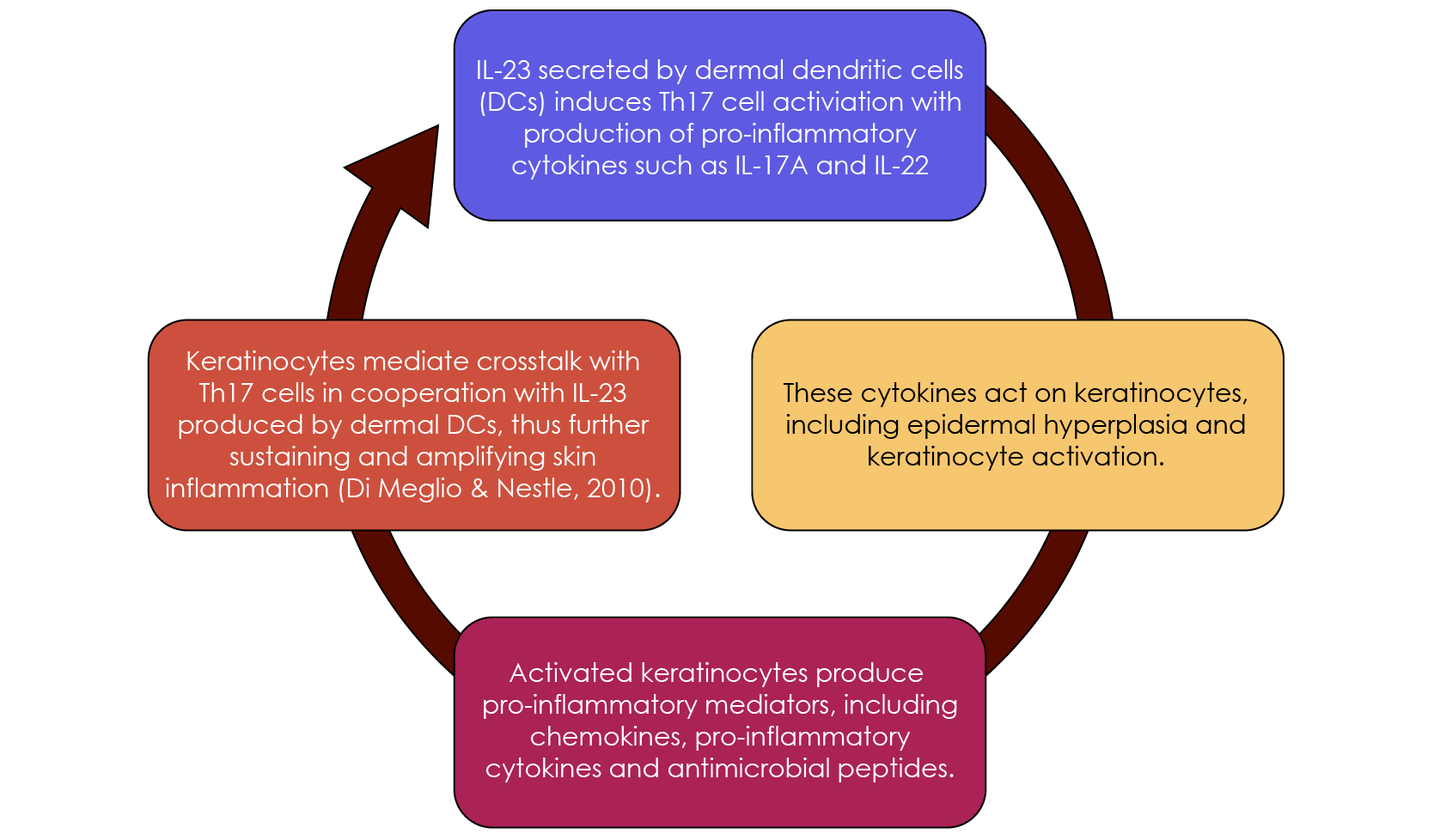 IL-23 is a heterodimer – the cytokine consists of two subunits