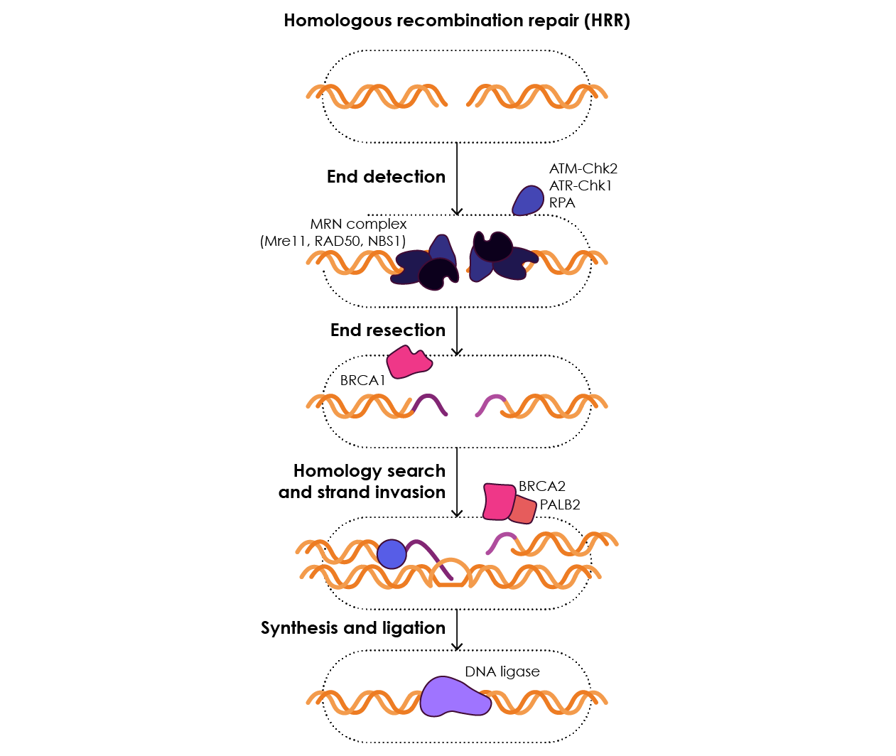 Figure 10. The homologous recombination repair pathway (HRR). Adapted from Athie et al., 2019