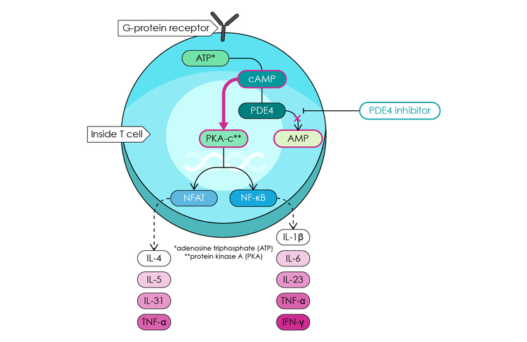 Selective inhibition of PDE-4 prevents the degradation of cAMP to AMP.