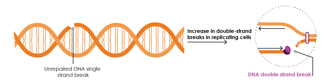 Figure 12. Unrepaired DNA single strand breaks are converted into DNA double strand breaks in replicating cells. Adapted from O’Connor, 2015