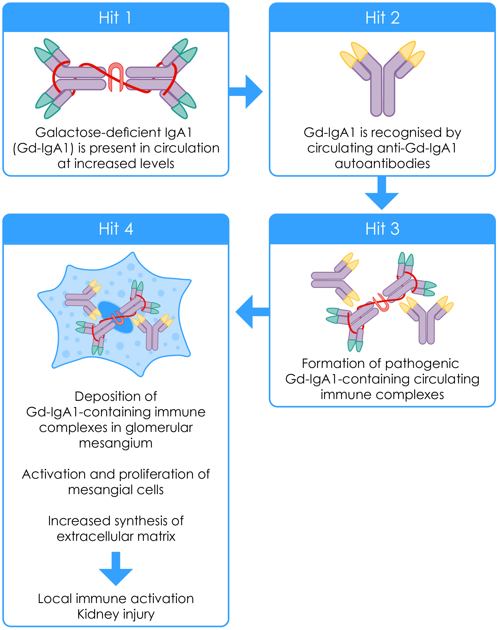 The four-hit hypothesis for IgAN pathogenesis