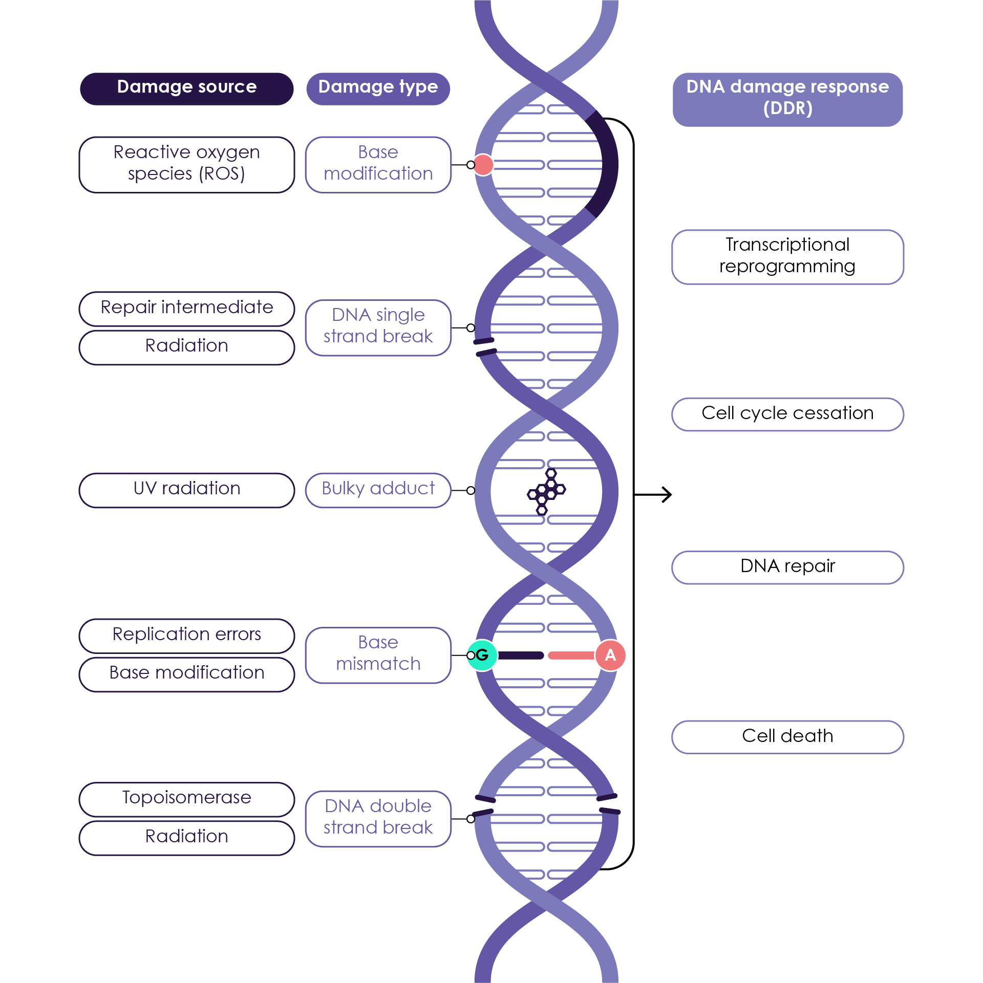 Sources of DNA damage, damage types and the DNA damage response