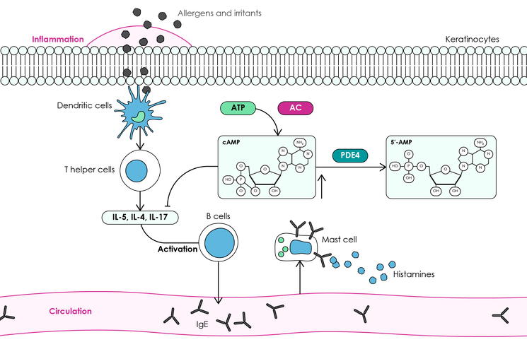 cAMP is present at high levels within a variety of cells with PDE4 regulating its breakdown