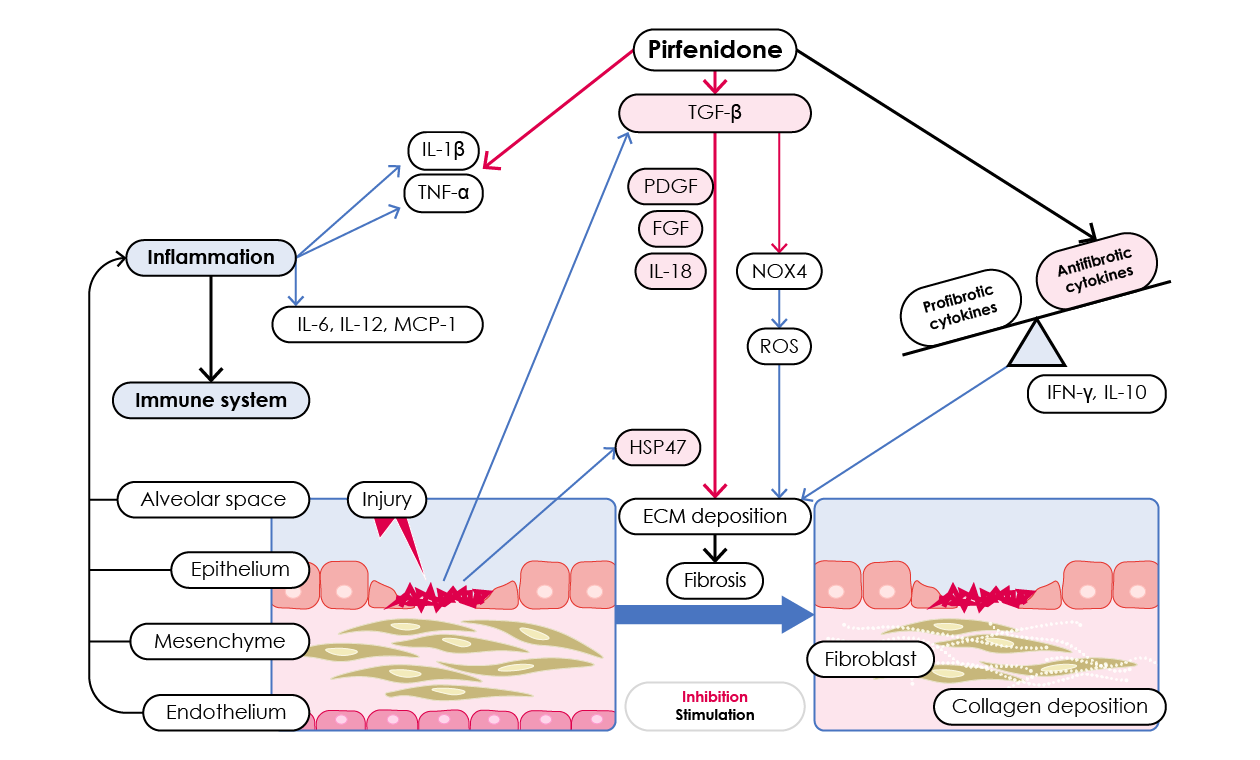 Potential mechanisms of fibrogenesis suppression by pirfenidone