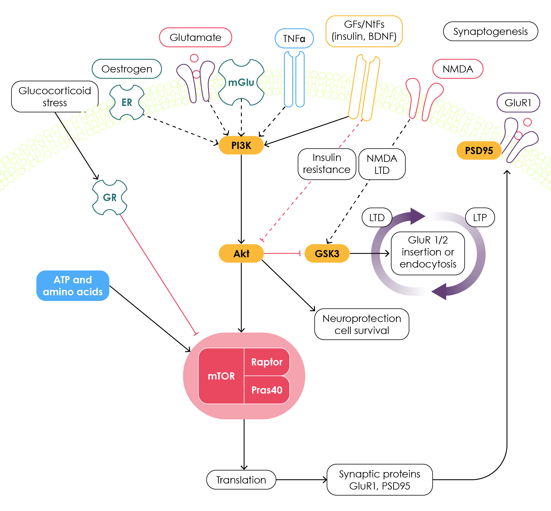 Signalling pathways that may contribute to the loss of synapses in major depressive disorder