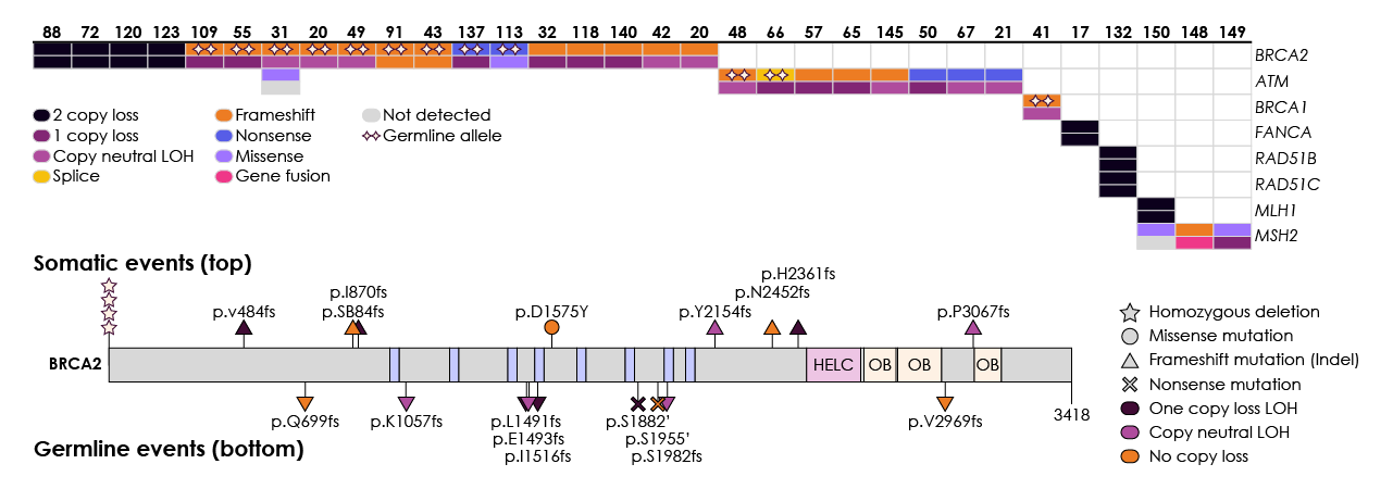 Figure 5. Gene alterations identified in mCRPC patients. Adapted from Robinson et al., 2015
