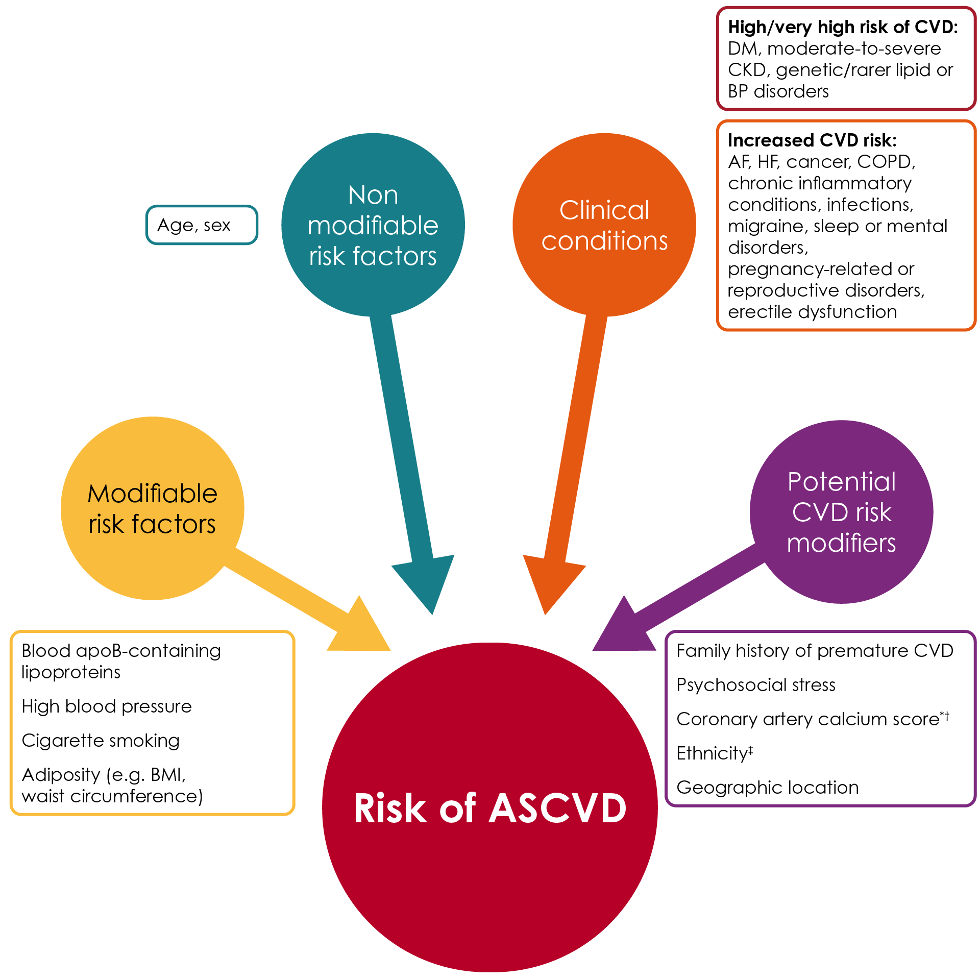 Key risk factors and clinical conditions associated with increased risk of ASCVD, and potential CV risk modifiers