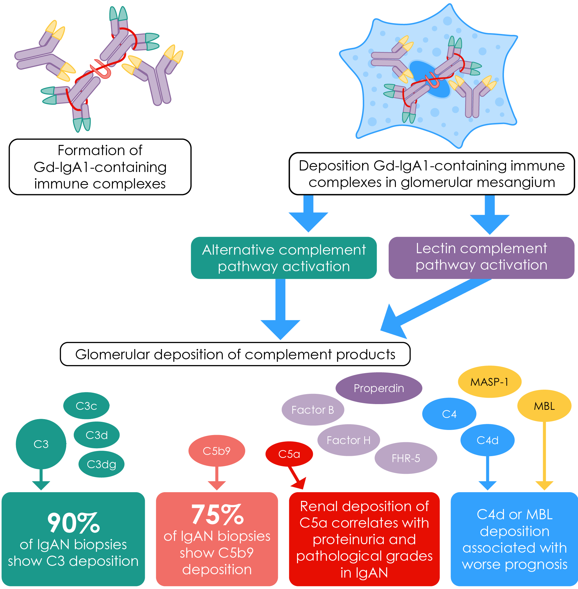 Local activation of the alternative and lectin complement pathways and renal deposition of complement components in IgAN