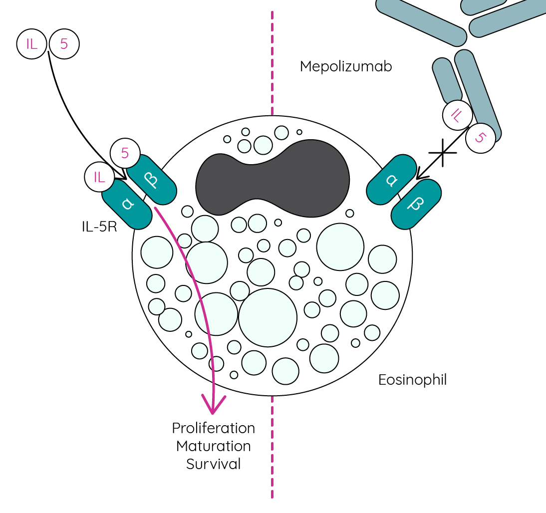 Action of IL-5 on eosinophil and inhibition via mepolizumab
