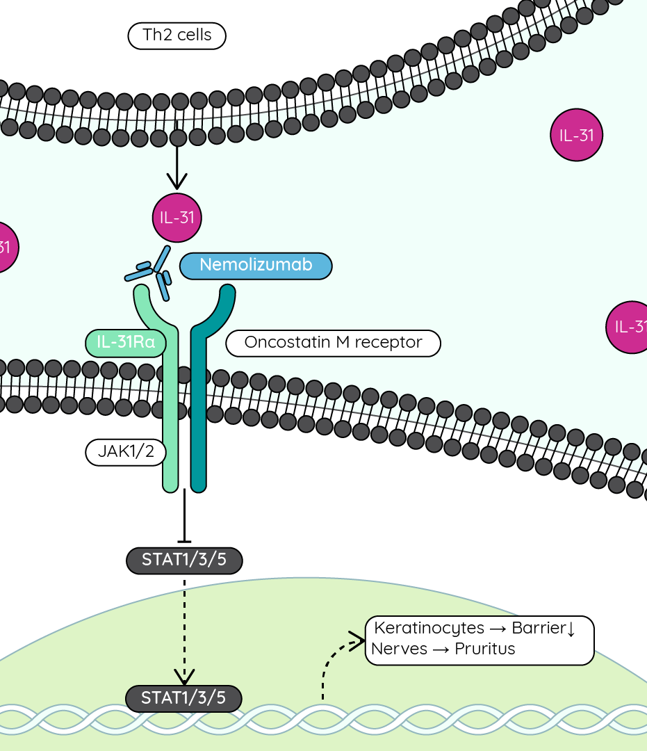 Inhibition of IL-31-mediated activation of gene transcription